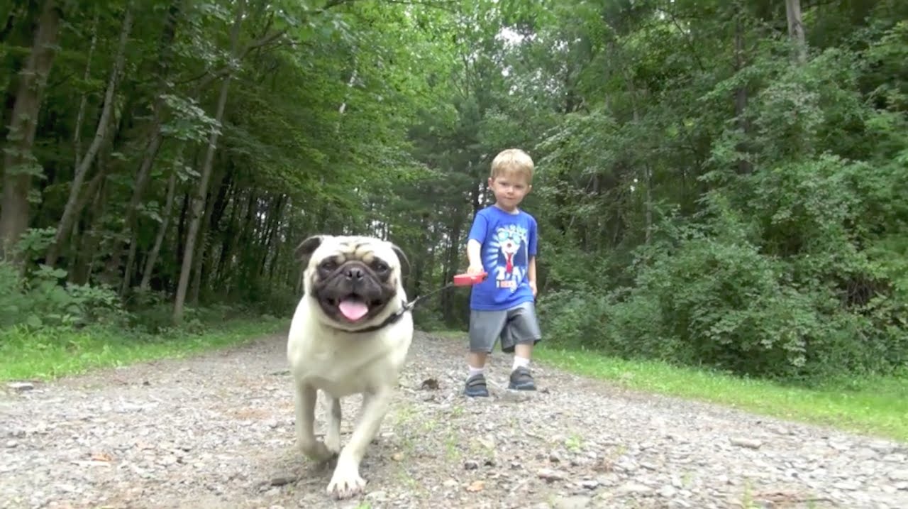 Dog Friendly Pond And Trail Dog Friendly Pond And Trail